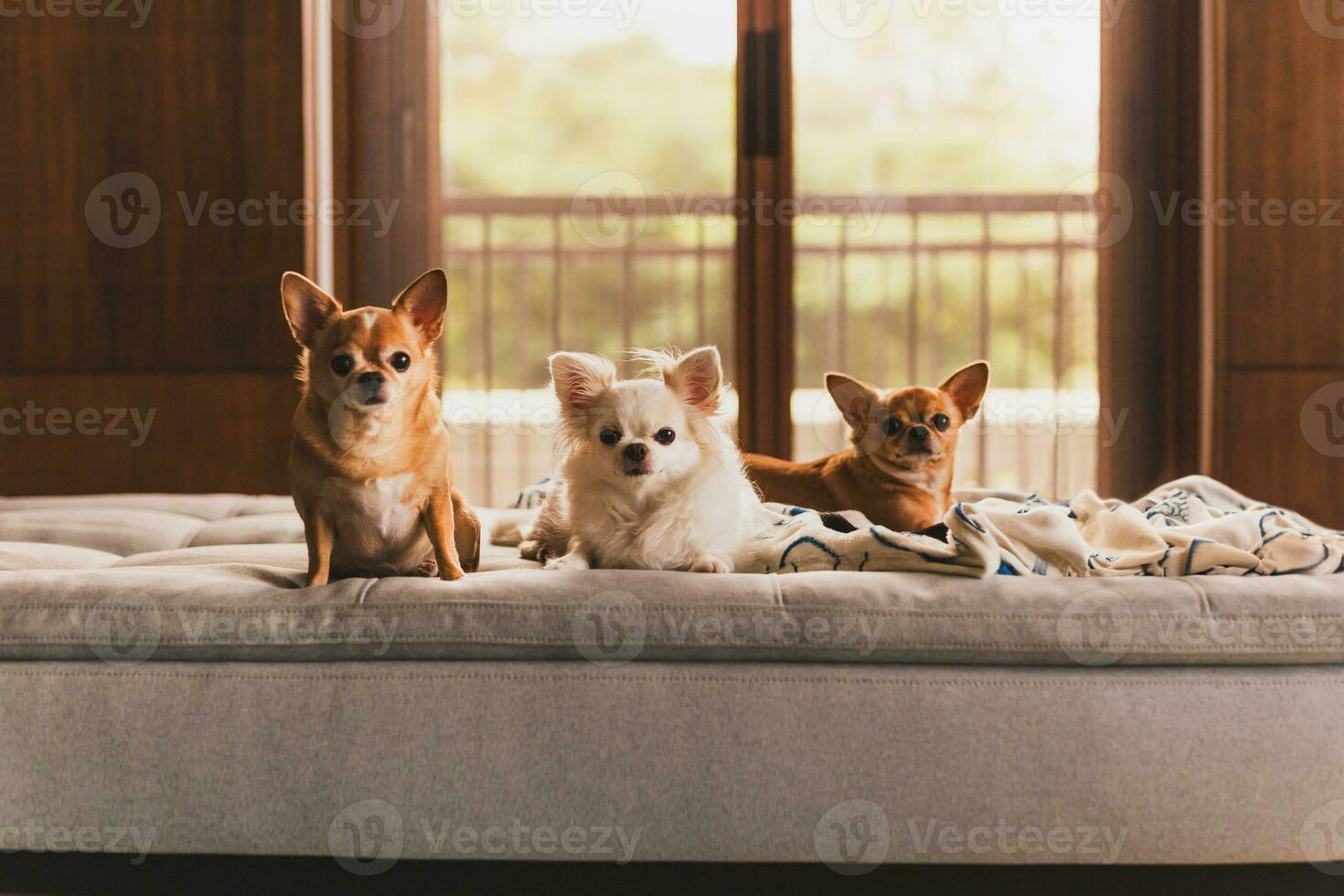 Gorup von Chihuahua Hunde Lügen auf ein Couch im beim heim. foto