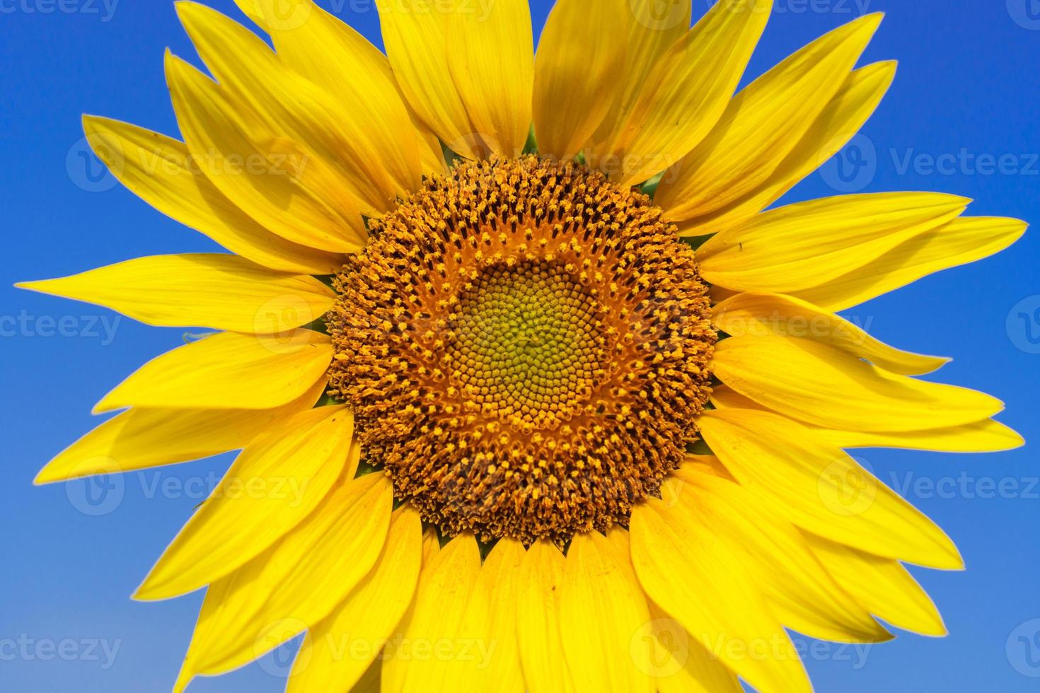 Nahaufnahme der schönen Sonnenblumenblüte am blauen Himmel foto