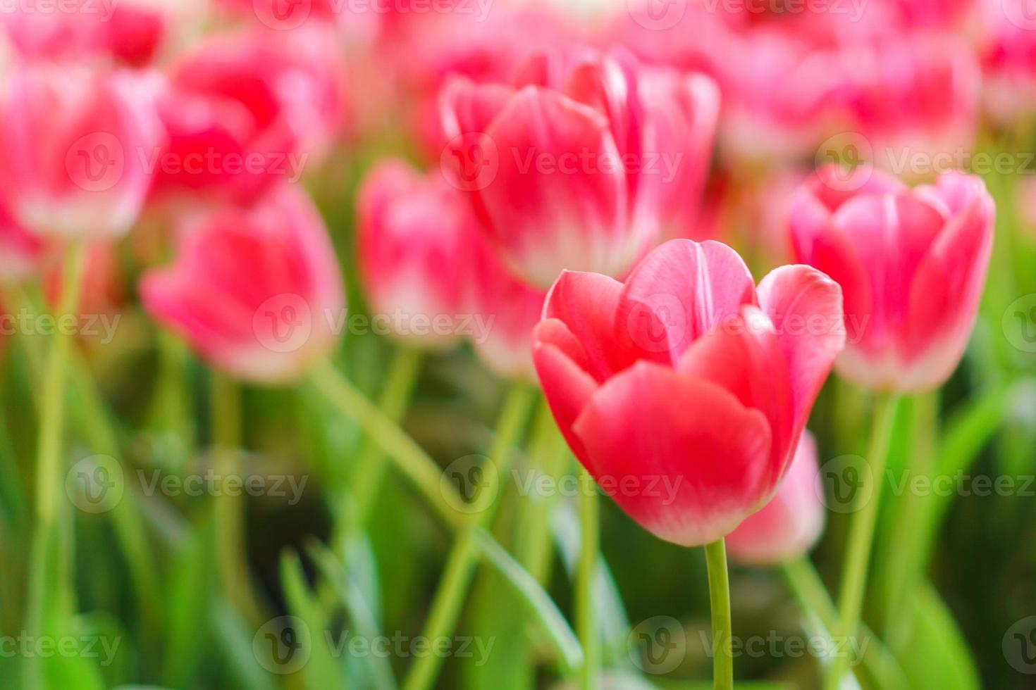 schöne rote Tulpen, Blumenhintergrund foto