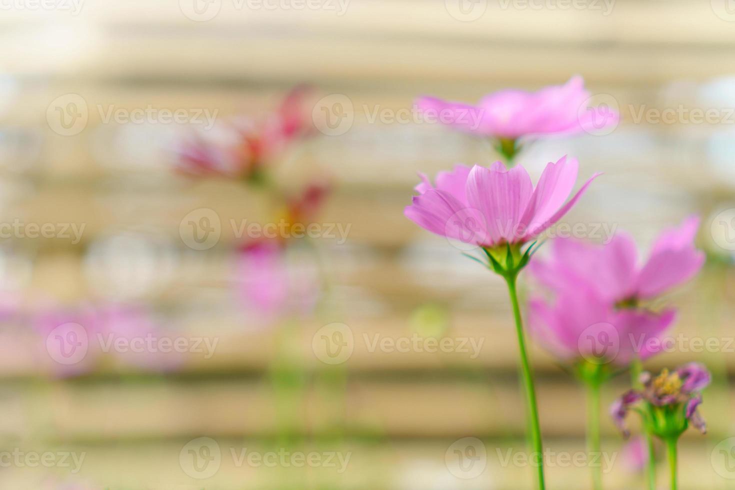 schöne Kosmosblume foto