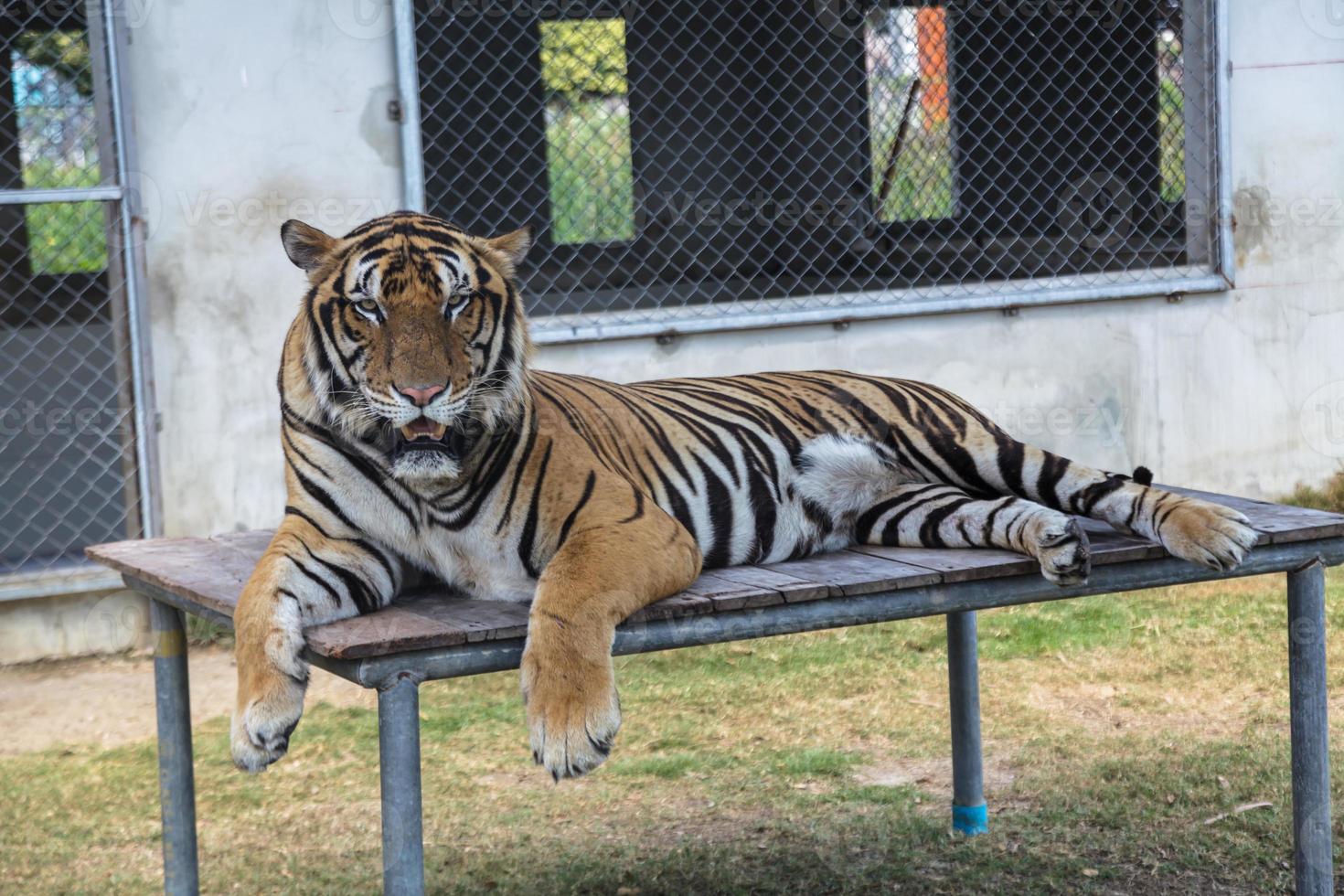 Tiger im Zoo foto