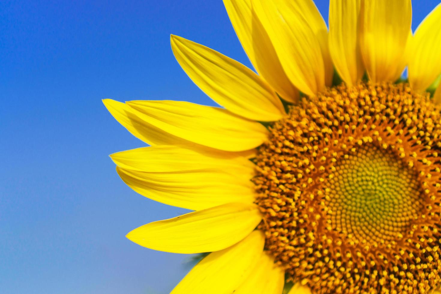 Nahaufnahme der schönen Sonnenblumenblüte am blauen Himmel foto