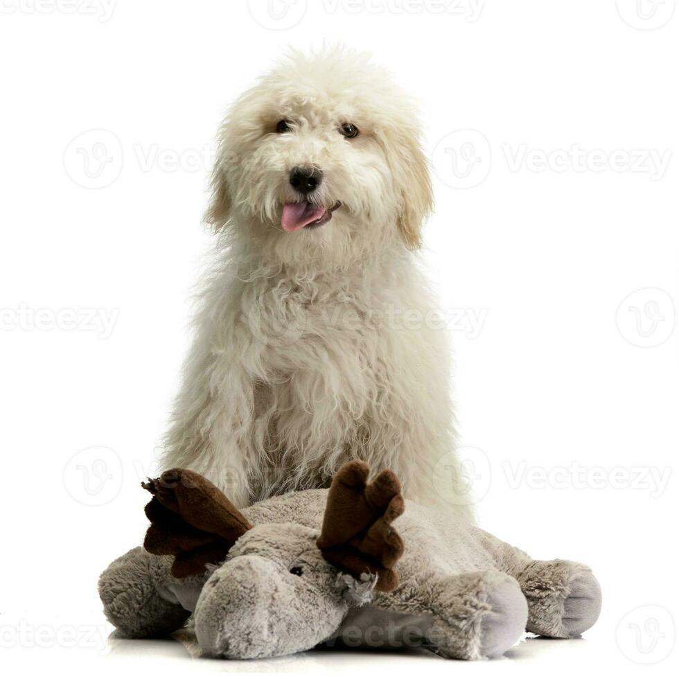 Studio Schuss von ein süß tibetanisch Terrier Hündchen foto