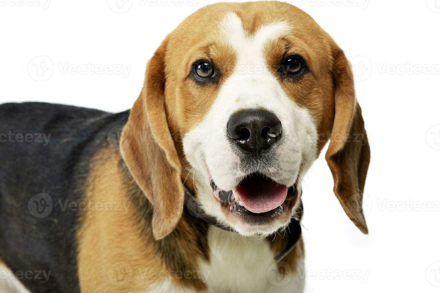 Porträt von ein bezaubernd Beagle foto