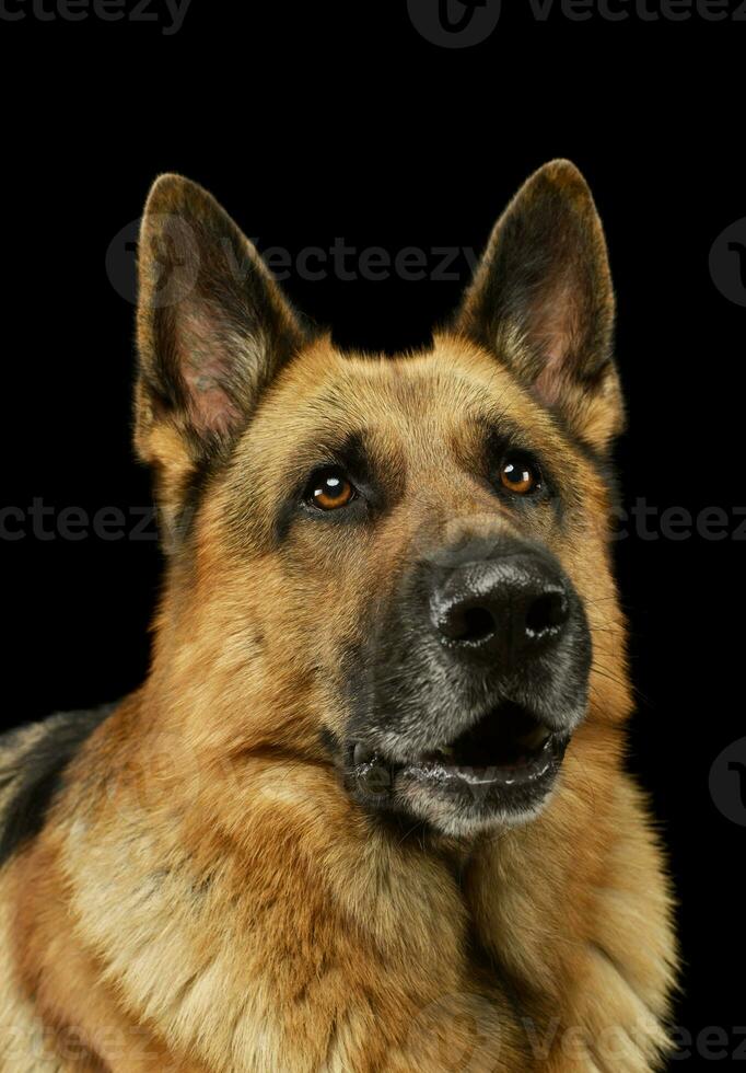 Porträt von ein bezaubernd Deutsche Schäfer Hund foto