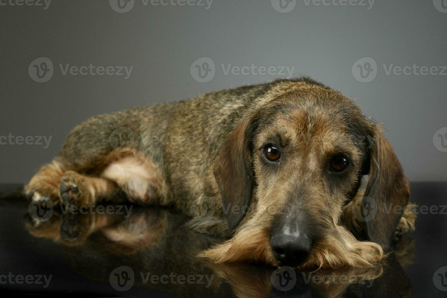 Dackel Lügen auf das Studio Tabelle im ein dunkel Hintergrund foto