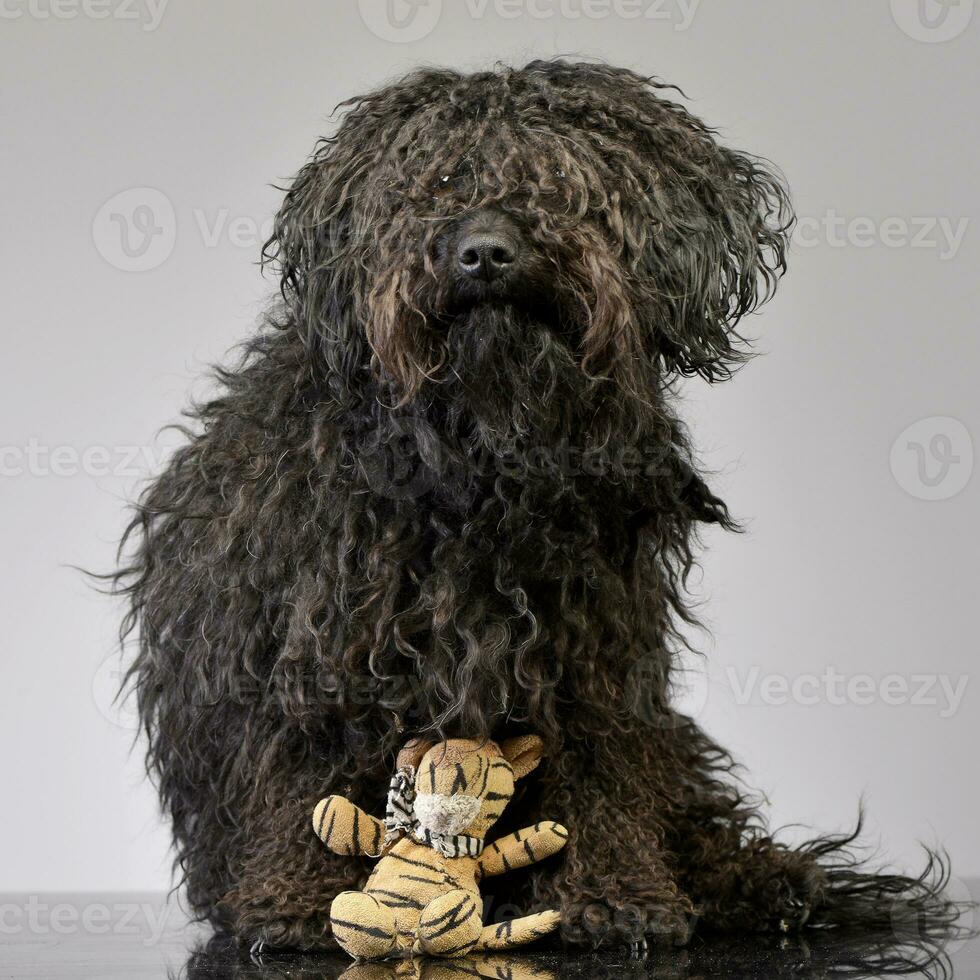 ein bezaubernd puli Sitzung mit ein ausgestopft Löwe foto