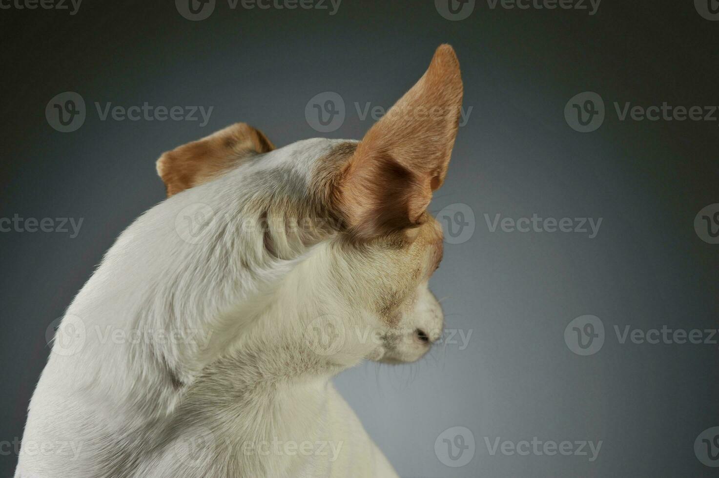 Porträt von ein bezaubernd Chihuahua foto