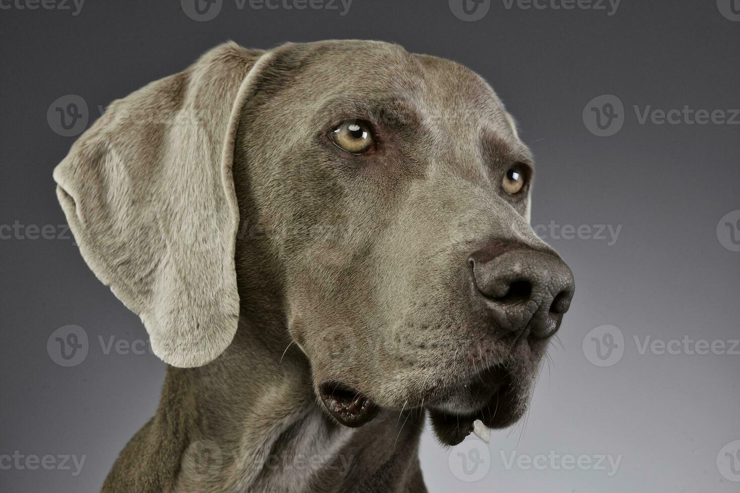 Porträt von ein bezaubernd Weimaraner foto