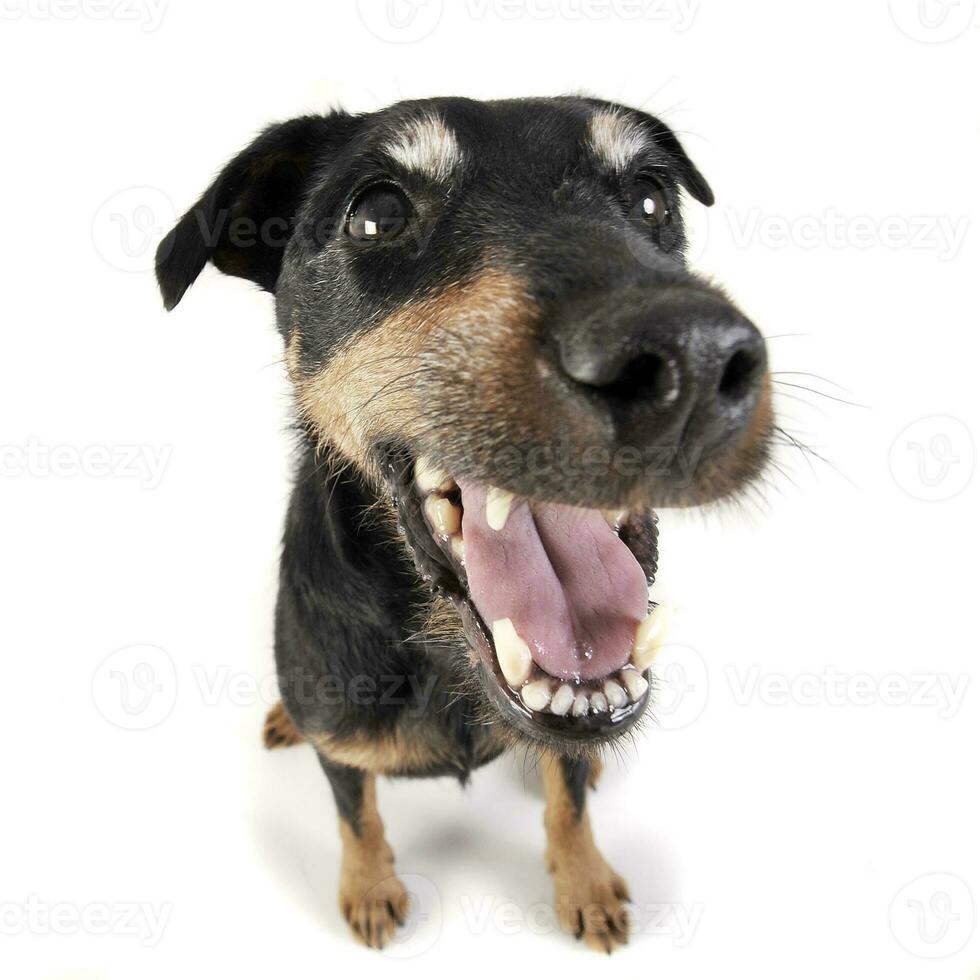 Jack Russell Terrier Porträt in weiss Hintergrund foto