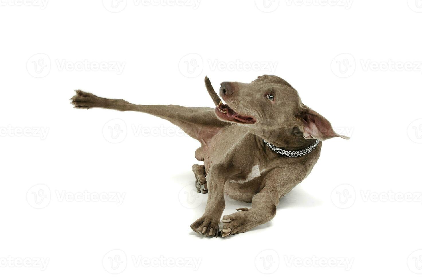 Studio Schuss von ein bezaubernd Weimaraner Hund spielen und scheint glücklich auf Weiß Hintergrund foto