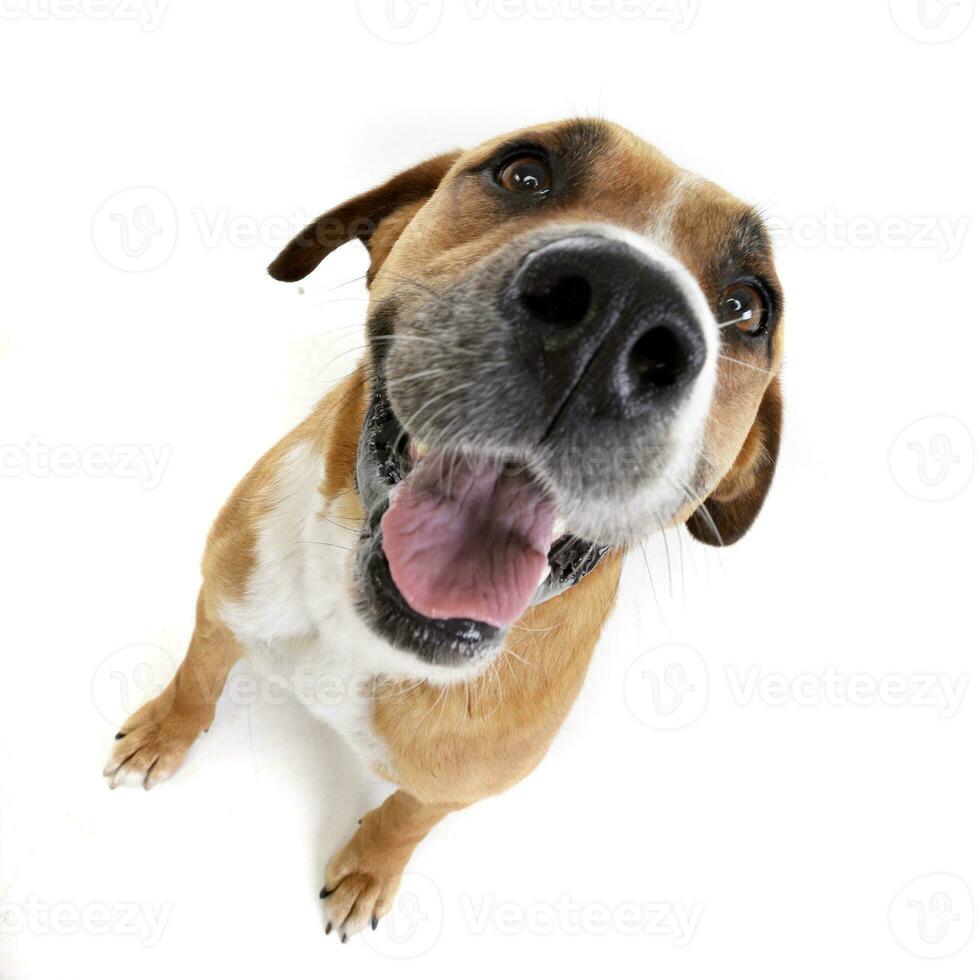 breit Winkel Schuss von bezaubernd Staffordshire Terrier foto