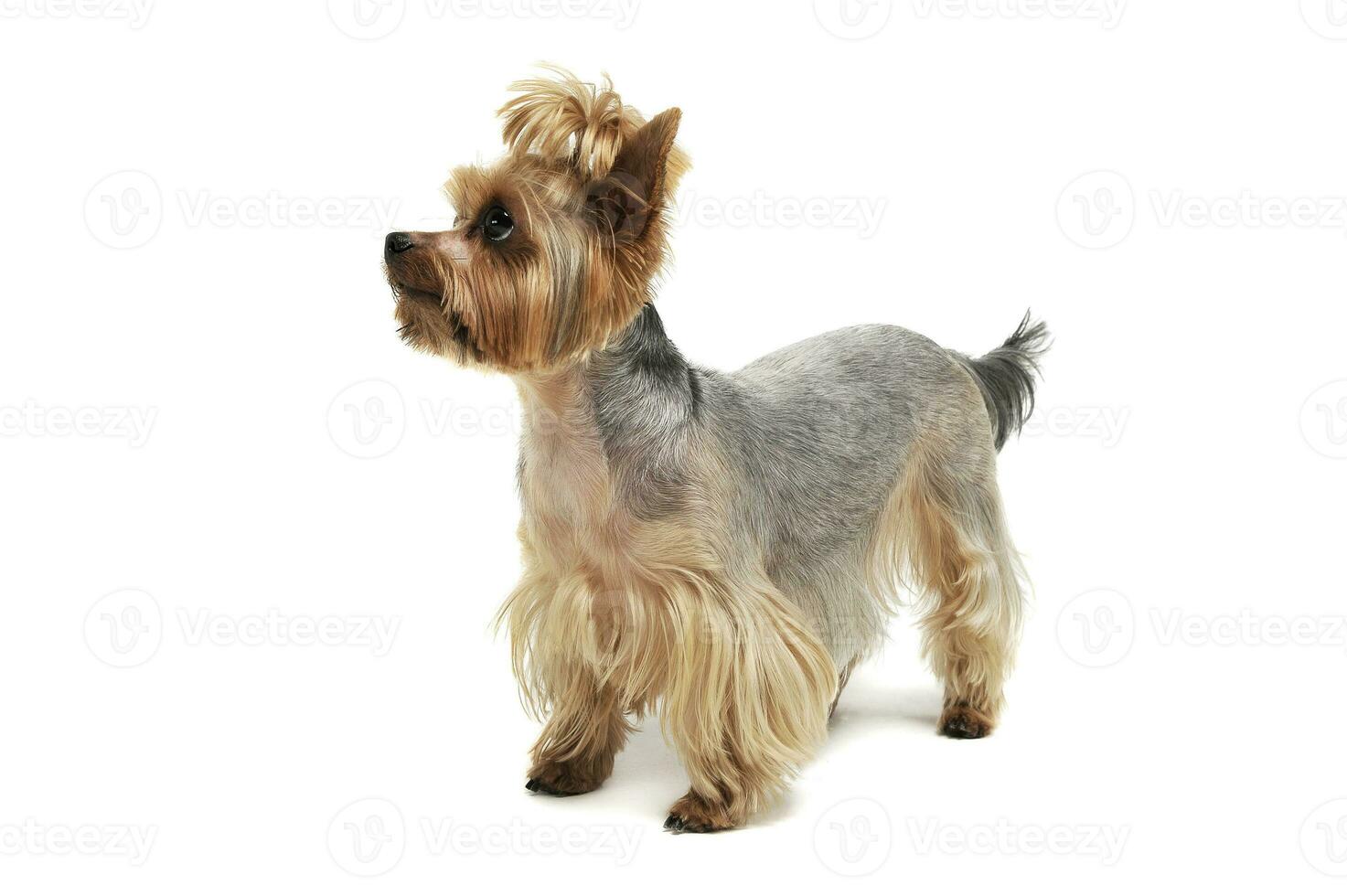 Studio Schuss von ein bezaubernd Yorkshire Terrier suchen oben neugierig mit komisch Pferdeschwanz foto