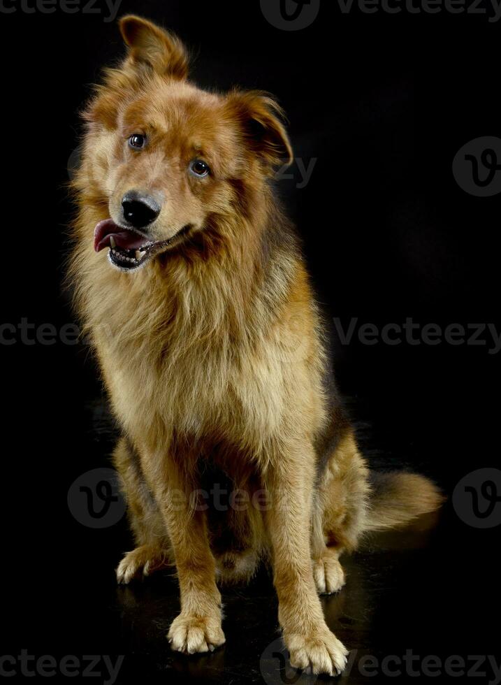 nett rot Hund Porträt im schwarz Hintergrund foto
