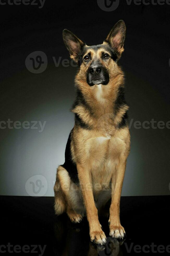 Studio Schuss von ein bezaubernd Deutsche Schäfer foto