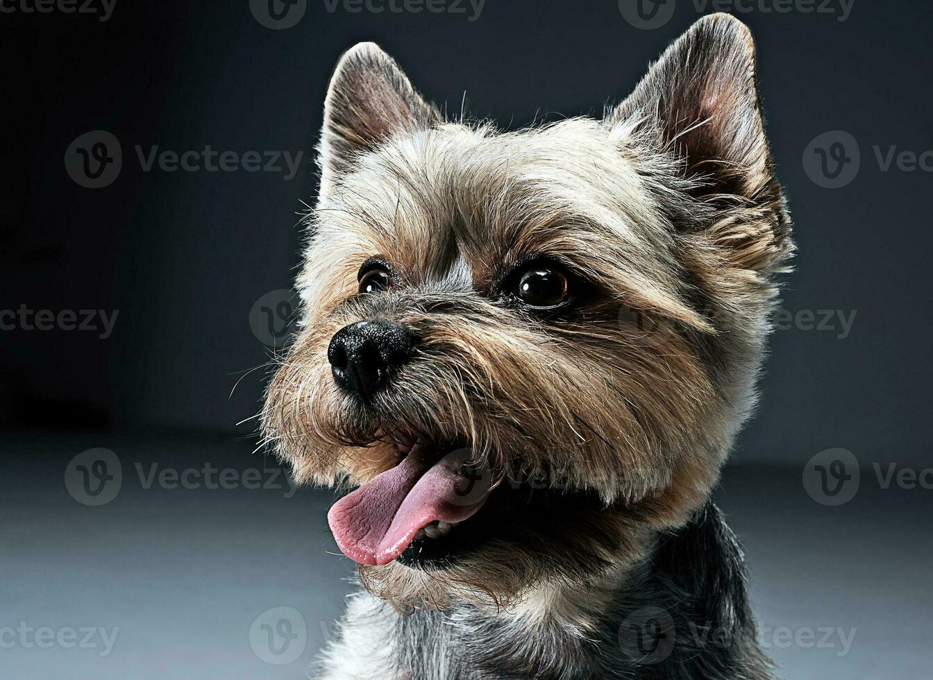 Yorkshire Terrier Porträt im ein dunkel Studio foto