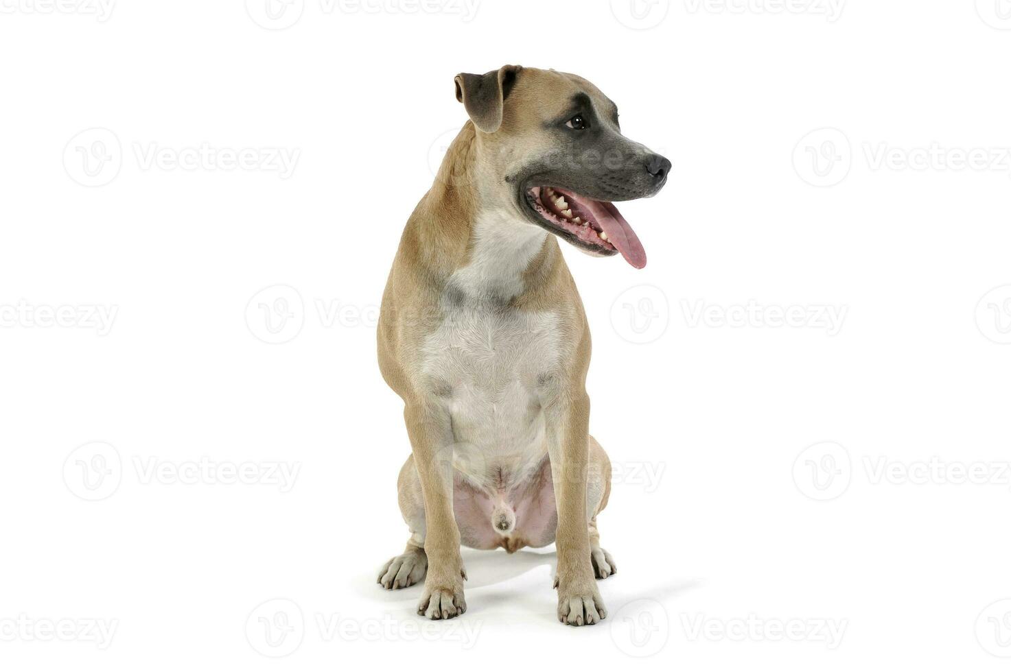 Studio Schuss von ein schön Staffordshire Terrier foto