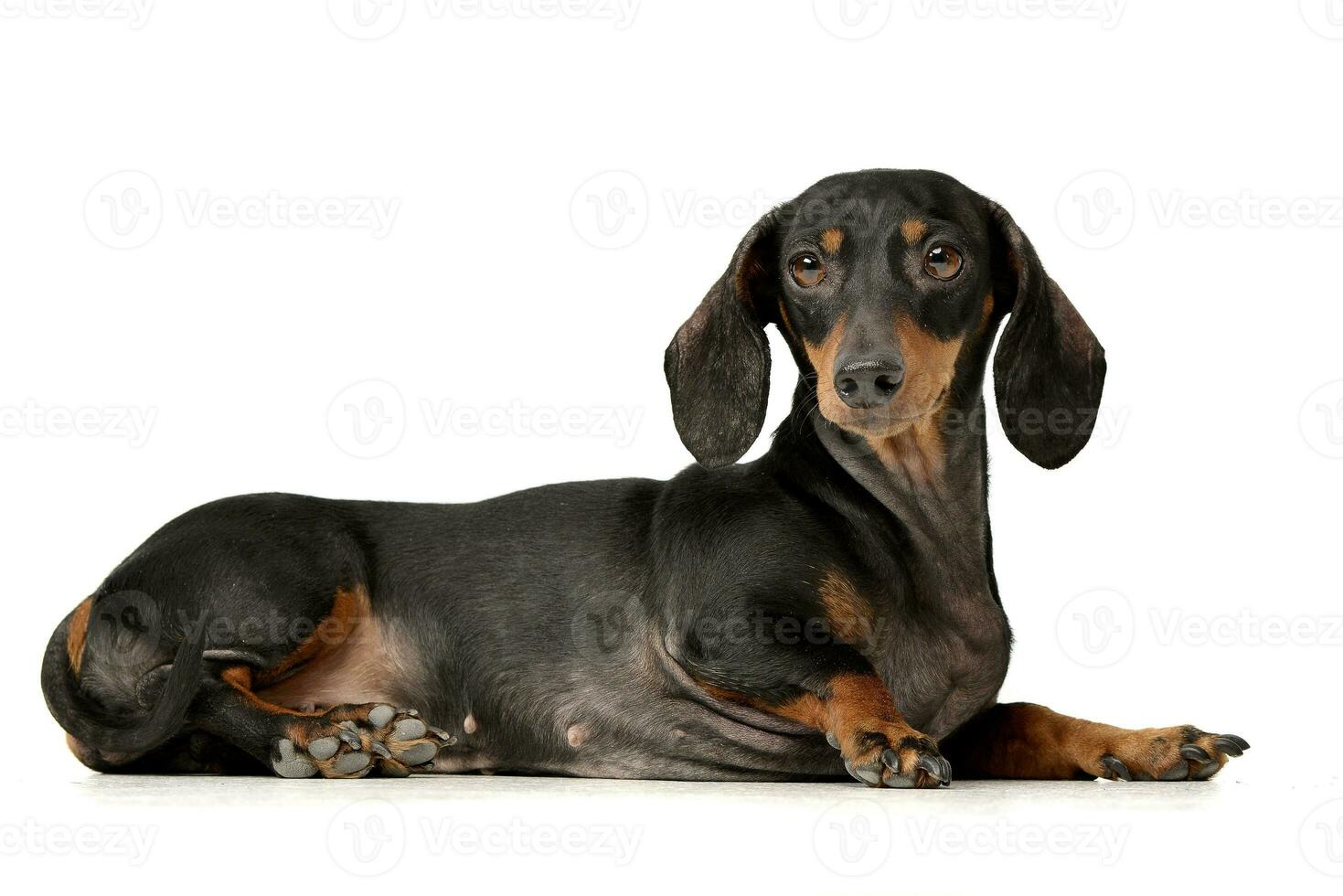 Studio Schuss von ein bezaubernd Dackel Hund foto