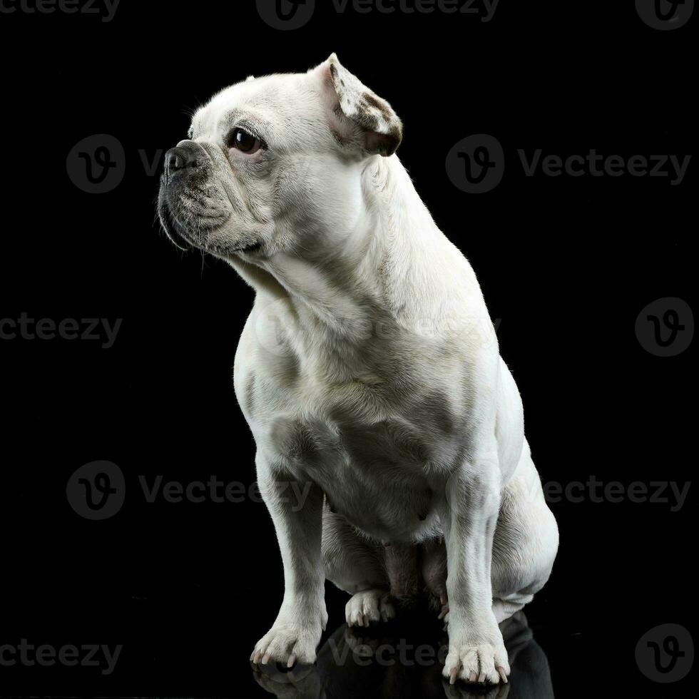 Weiß Französisch Bulldogge mit komisch Ohren posieren im ein dunkel Foto Studio