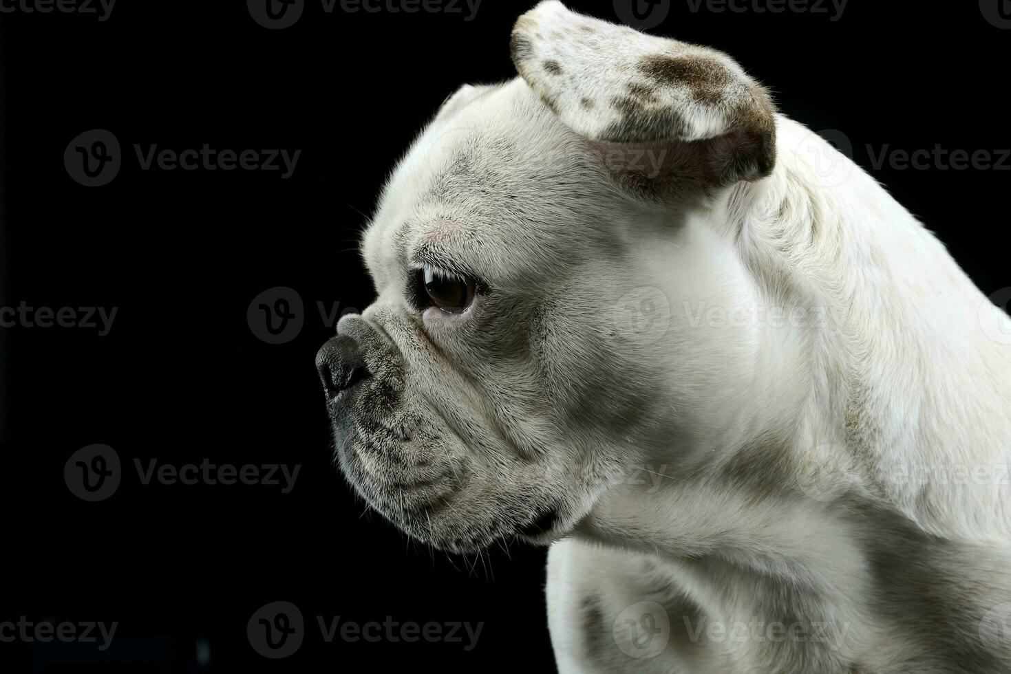 Weiß Französisch Bulldogge mit komisch Ohren posieren im ein dunkel Foto Studio