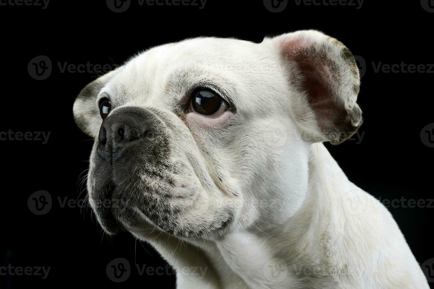 Weiß Französisch Bulldogge mit komisch Ohren posieren im ein dunkel Foto Studio