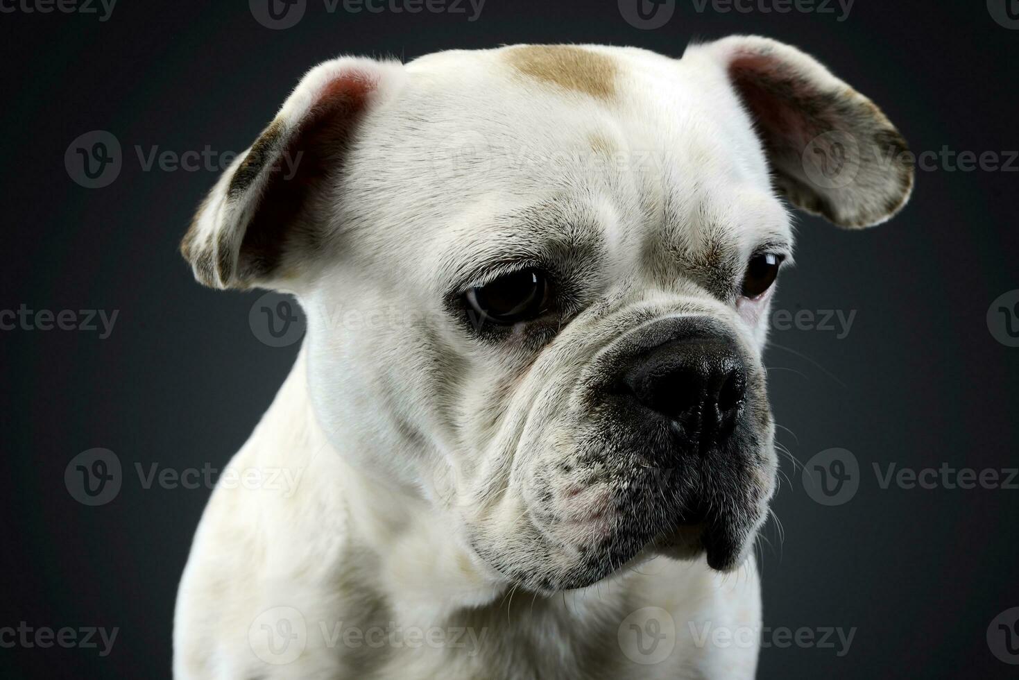 Weiß Französisch Bulldogge mit komisch Ohren posieren im ein dunkel Foto Studio