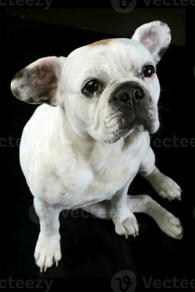 Weiß Französisch Bulldogge mit komisch Ohren posieren im ein dunkel Foto Studio