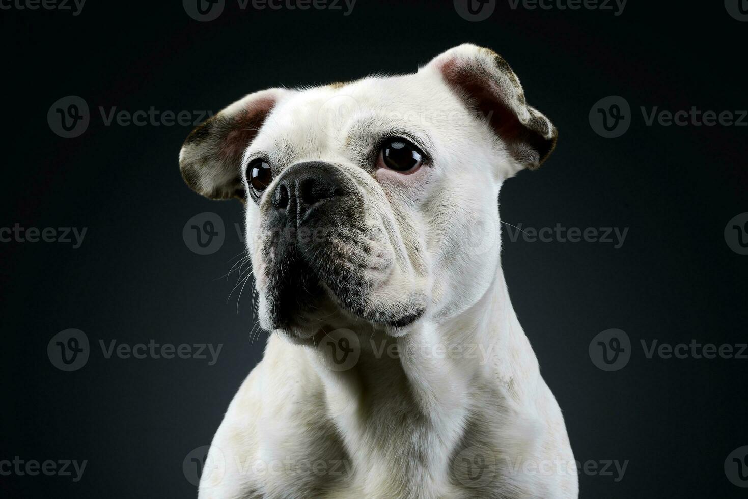 Weiß Französisch Bulldogge mit komisch Ohren posieren im ein dunkel Foto Studio