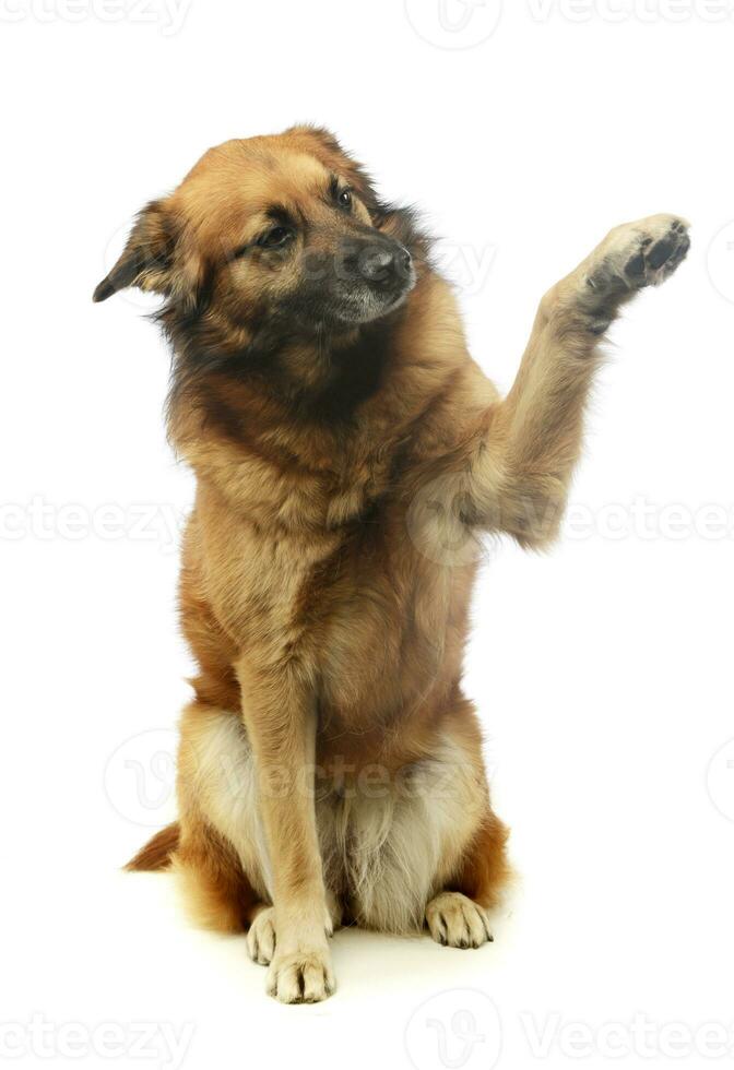 Studio Schuss von ein bezaubernd gemischt Rasse Hund foto