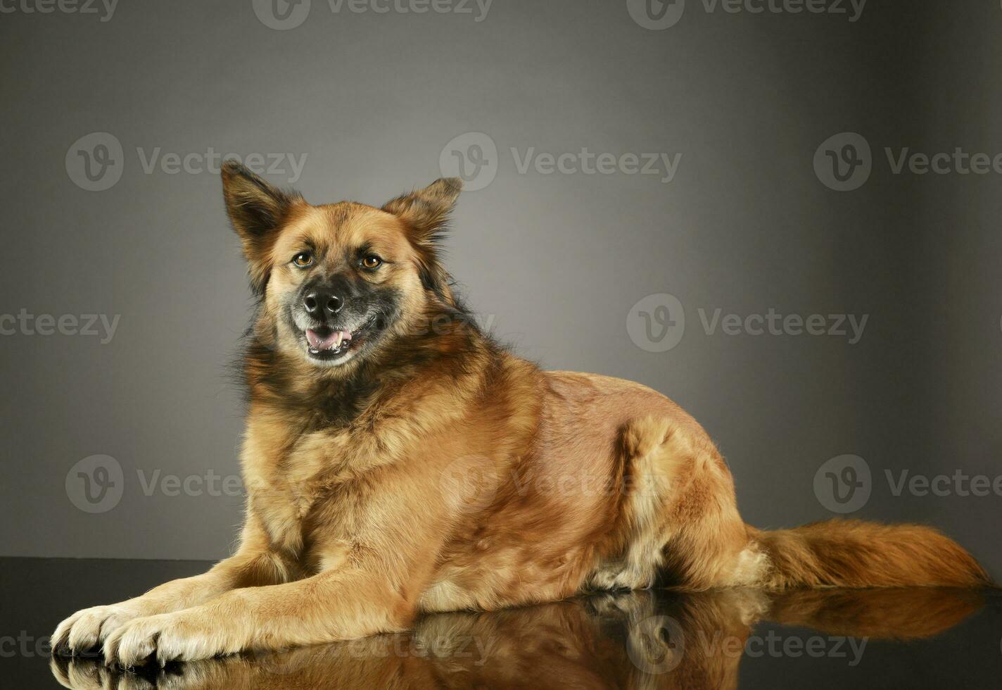 Studio Schuss von ein bezaubernd gemischt Rasse Hund foto