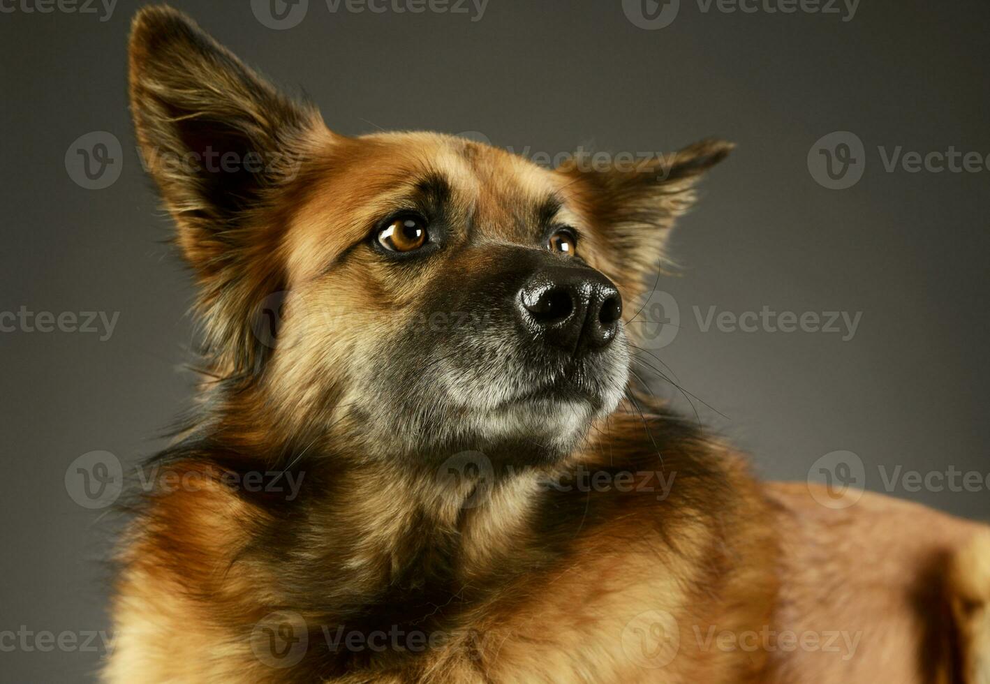 Porträt von ein bezaubernd gemischt Rasse Hund foto