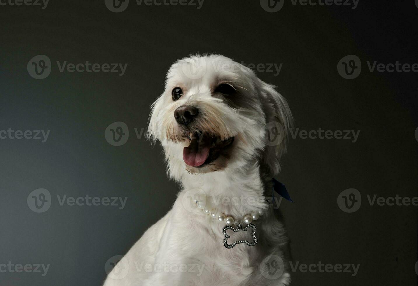 Porträt von ein bezaubernd gemischt Rasse Hund foto