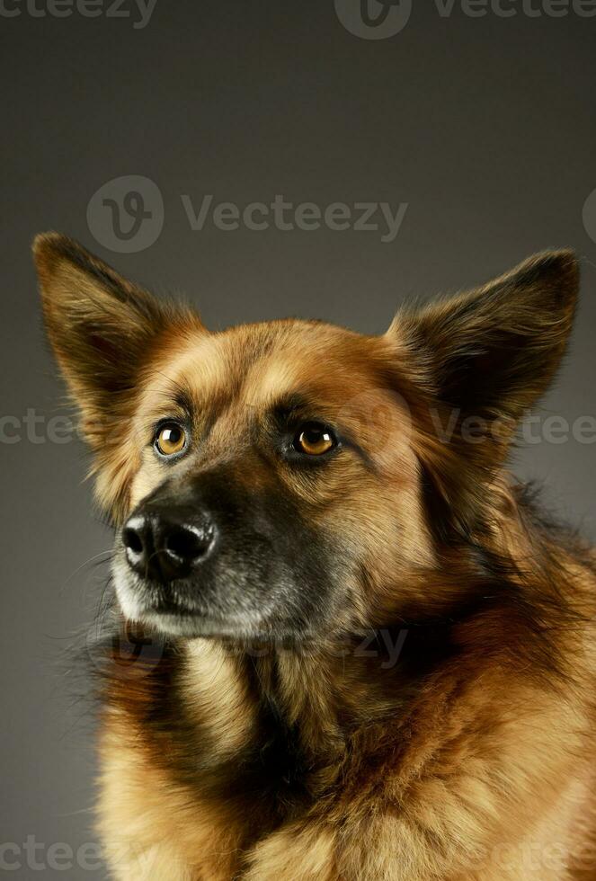 Porträt von ein bezaubernd gemischt Rasse Hund foto