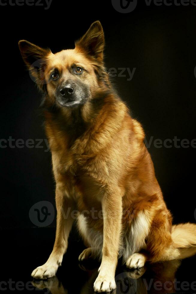 gemischt Rasse Hund im schwarz Hintergrund Studio foto