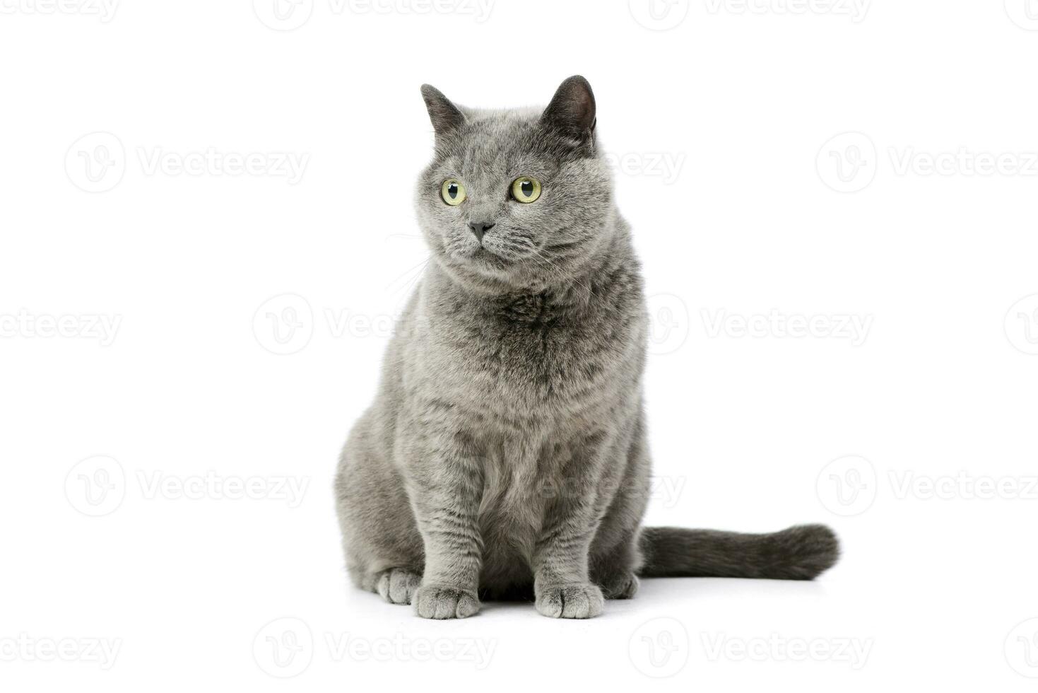 Studio Schuss von ein schön britisch Katze foto