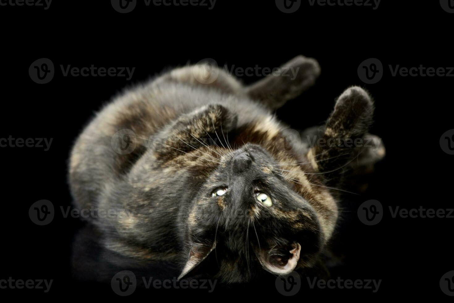 Studio Schuss von ein inländisch Katze foto