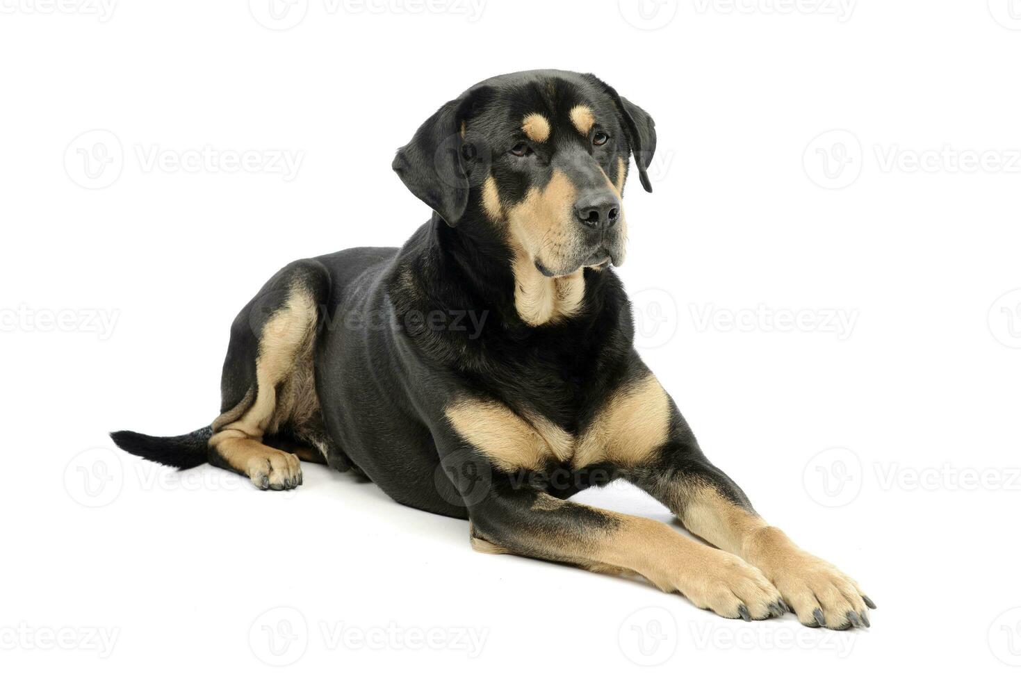 Studio Schuss von ein bezaubernd gemischt Rasse Hund foto