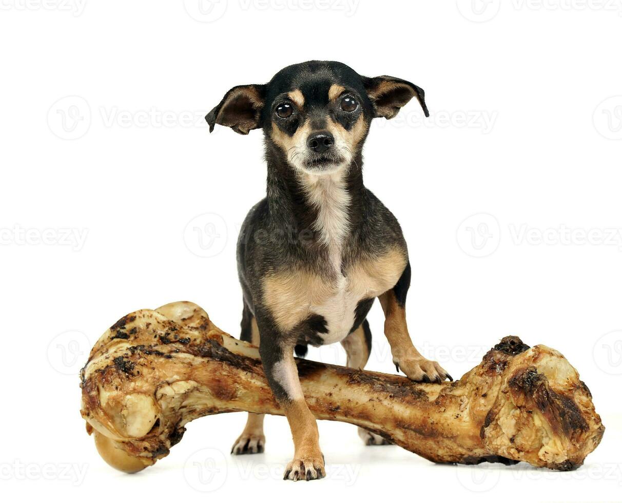 Chihuahua mit ein Riese Knochen posieren im ein Studio foto