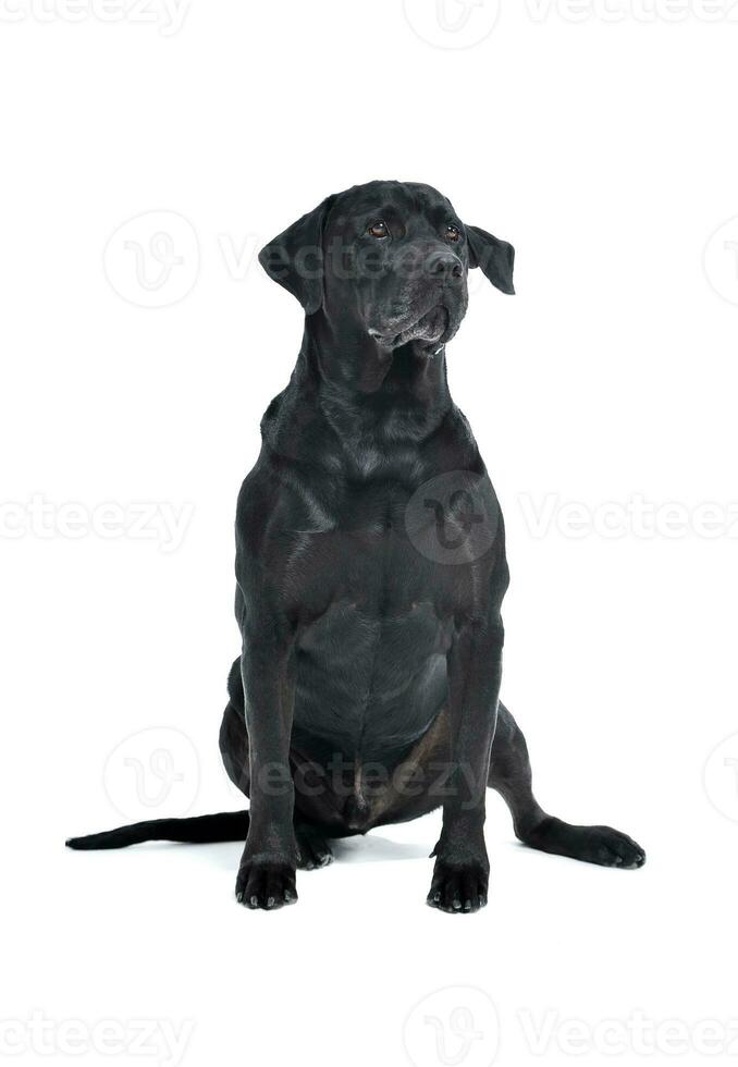 Studio Schuss von ein bezaubernd Labrador Retriever Sitzung und suchen neugierig foto