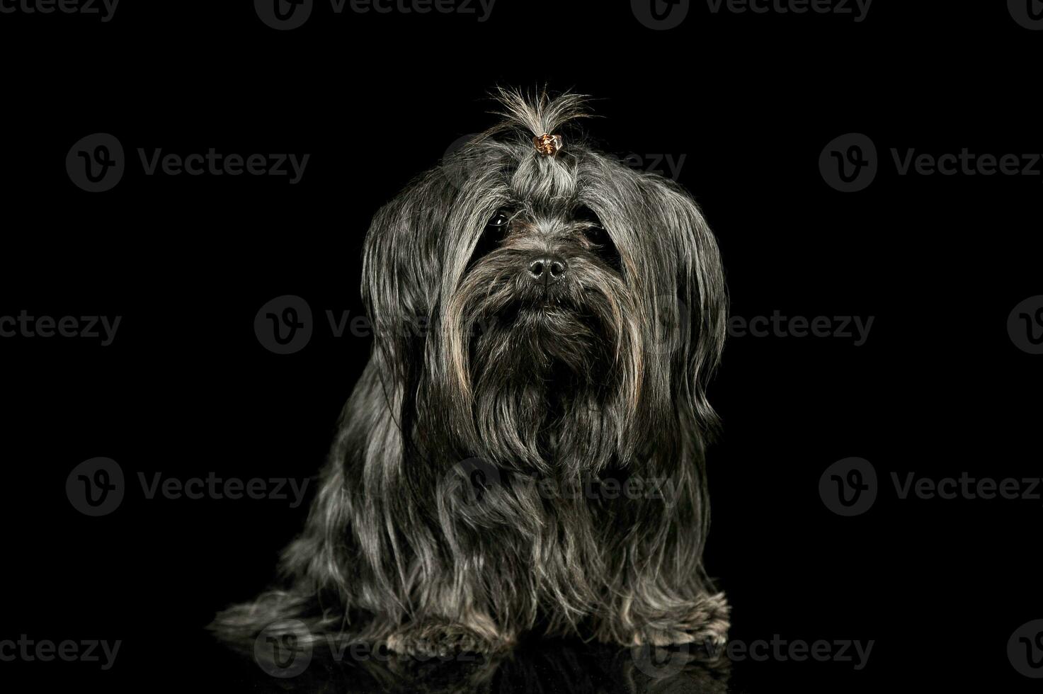 Studio Schuss von ein bezaubernd shih-tzu foto