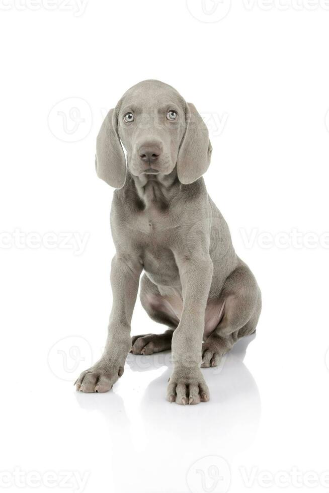 Studio Schuss von ein schön Weimaraner Hündchen foto