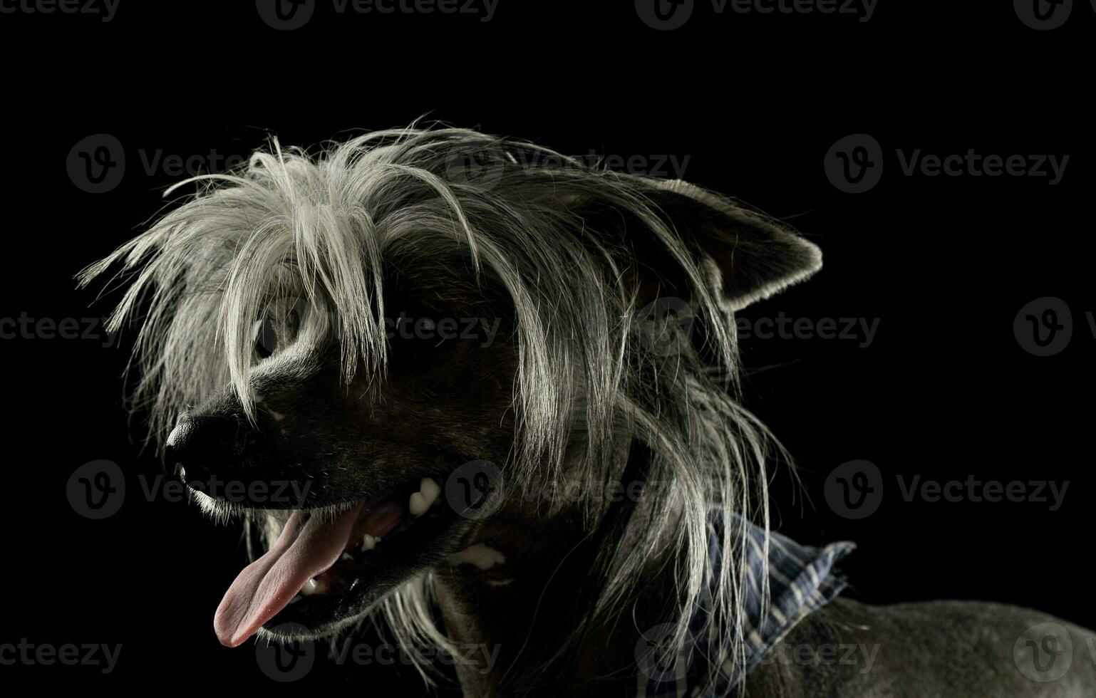 Porträt von ein bezaubernd Chinesisch mit Haube Hund suchen zufrieden foto