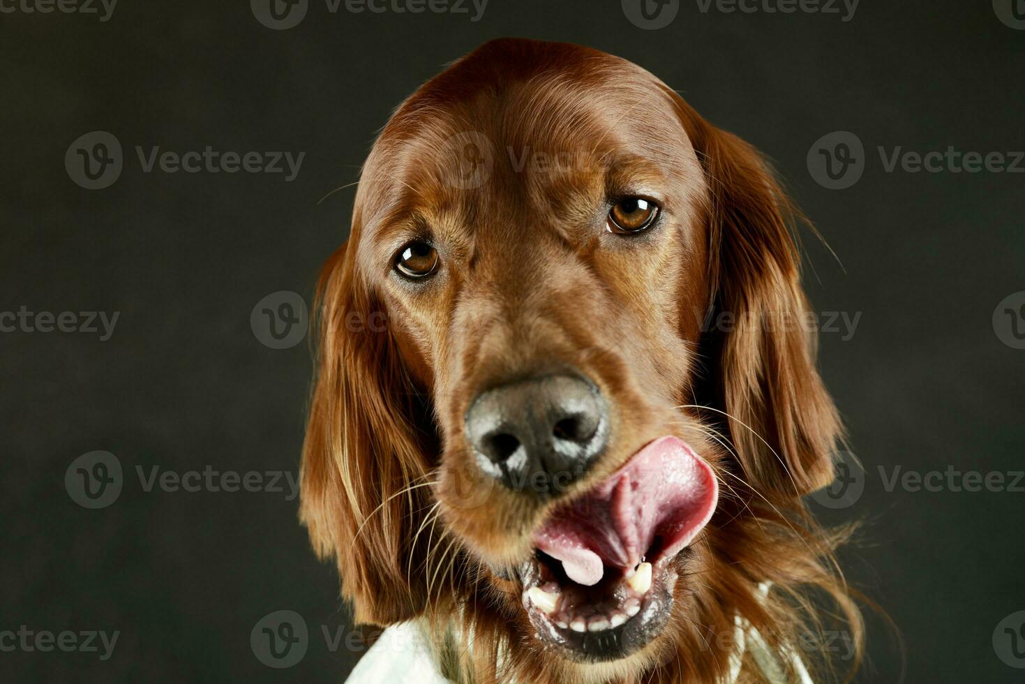 Porträt von ein bezaubernd irisch Setter foto