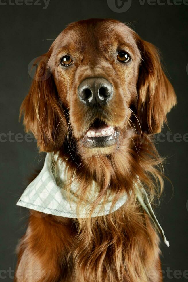 Porträt von ein bezaubernd irisch Setter foto