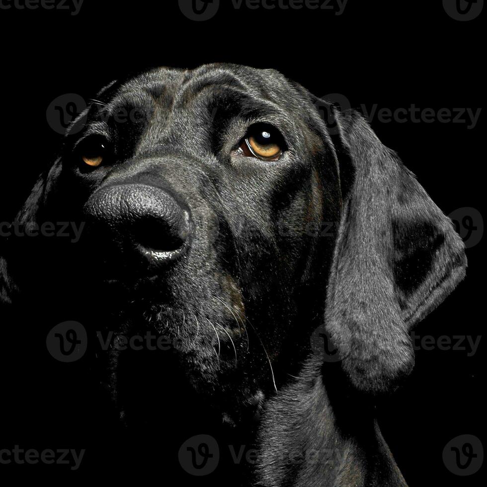 gemischt Rasse schwarz Hund Porträt im schwarz Hintergrund foto