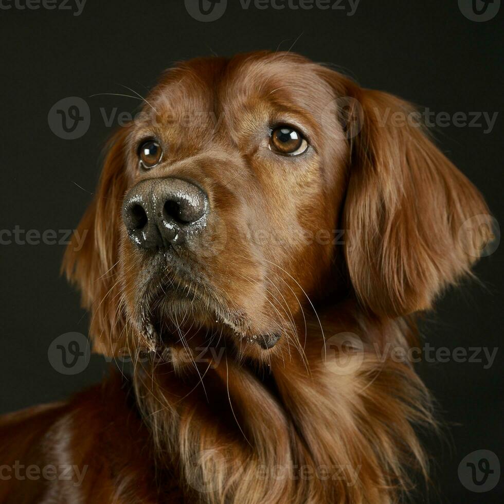 elegant irisch Setter Porträt im dunkel Studio foto