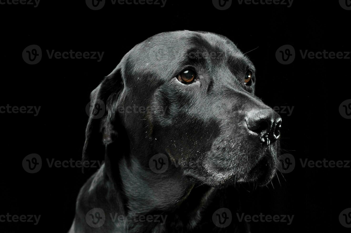 traurig schwarz gemischt Rasse Hund mit schön Augen Porträt im ein schwarz Studio foto