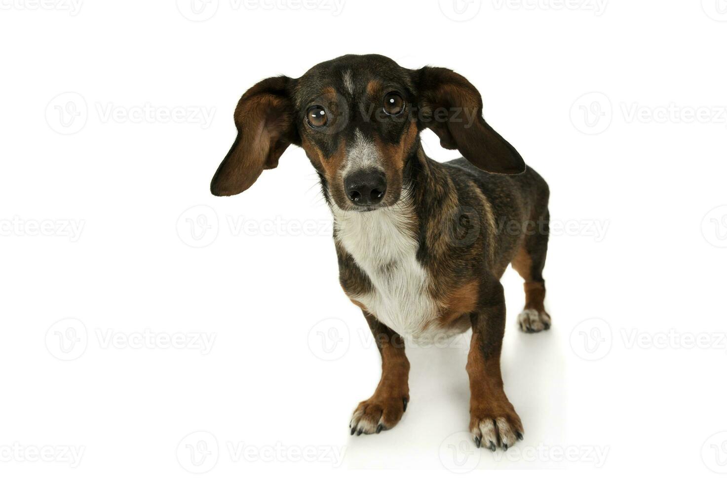 Studio Schuss von ein bezaubernd gemischt Rasse Hund mit lange Ohren suchen komisch foto