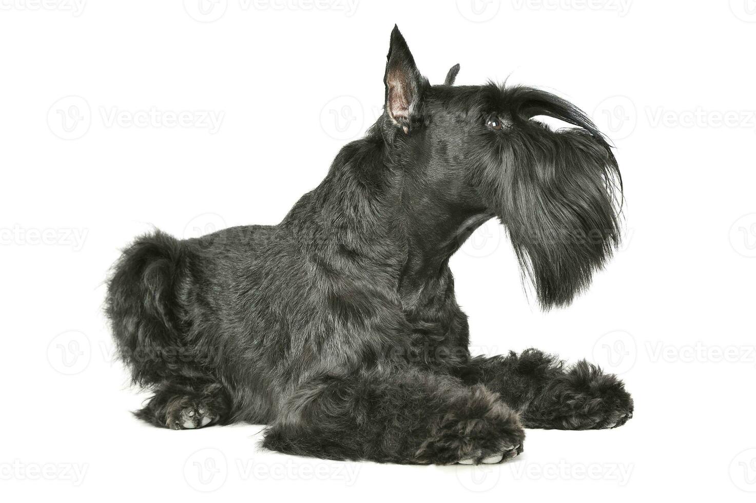 Studio Schuss von ein bezaubernd Schnauzer Lügen und suchen neugierig foto