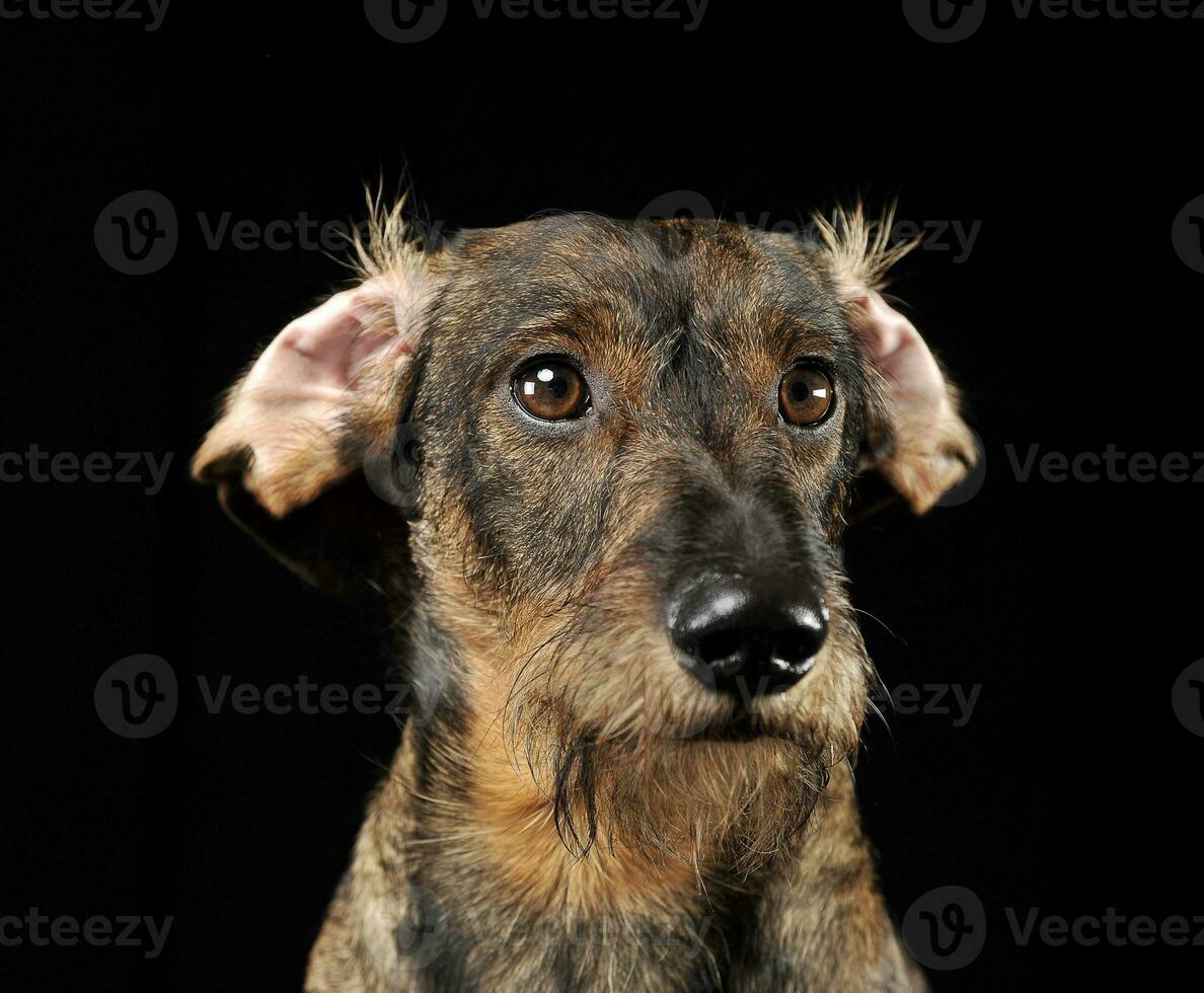 verdrahtet Haar Dackel mit verdrehte Ohren Porträt im ein schwarz Foto Studio